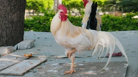 Elegant white rooster with a red comb standing in a garden setting Видео 329561402