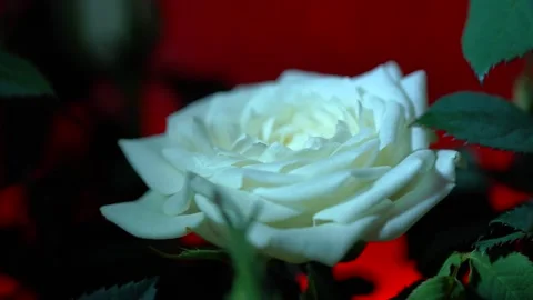 Elegant White Rose Bloom Close-Up for Romantic, Floral, and Nature Stock Use Stock Footage 320161144