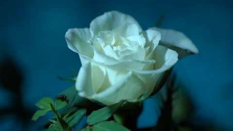 Elegant White Rose Bloom Close-Up for Romantic, Floral, and Nature Stock Use Stock Footage 321120570