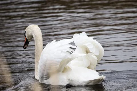 Elegant white swan gracefully glides through rippling dark water on a cloud.. Stock Photos