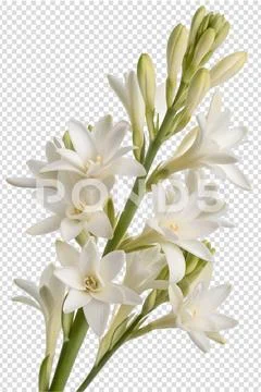 Elegant white tuberose flowers in full bloom, fragrant floral spray PSD-Vorlage