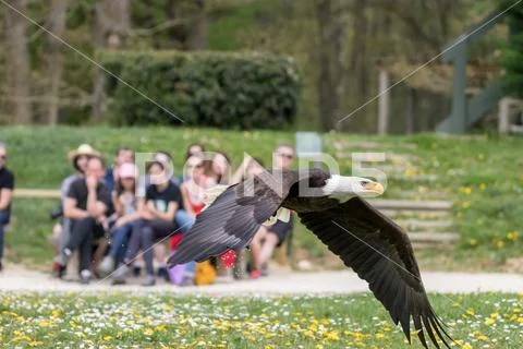 Elegant wild bald eagle flying experience Stock Photos