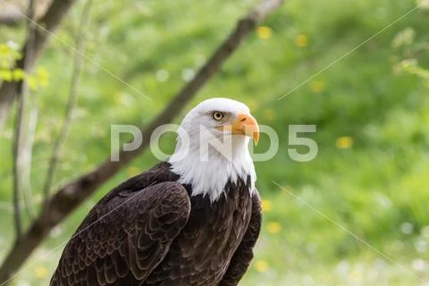 Elegant wild bald eagle flying experience Stock Photos