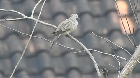 Elegant Zebra Dove (Perkutut) Resting Gracefully in Nature Video stock 308564122
