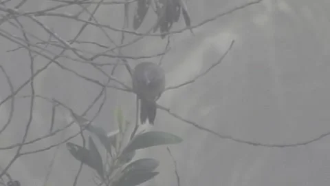 Elegant Zebra Dove (Perkutut) Resting Gracefully in Nature Stock Footage 308564167