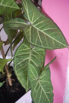 Elegantly patterned arrow head plant leaves against a trendy pink accent wa.. Stock Photos