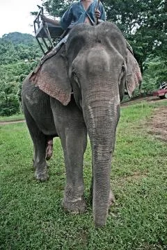 Elelphant Stock Photos