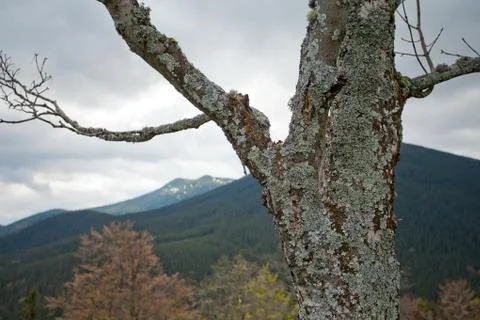 Element of Alone dry tree in Carpatian mountains Stock Photos