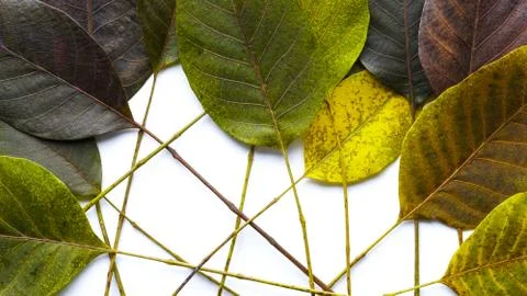 Element of beautiful textured walnut tree leaves Stock Photos