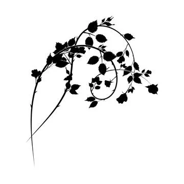Element of decoration roses intertwining of plants 스톡 일러스트
