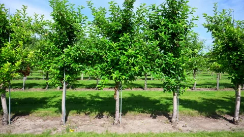 Element of Rows of apple trees growing in a well-maintained orchard under a Stock Footage 340448348