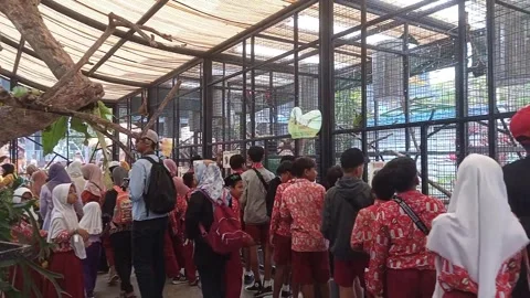 Elementary school children study at "Suraloka Zoo" Yogyakarta Stock Footage 244571685