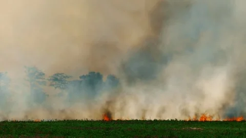 The elements are relentless. Forest is engulfed in flames Stock Footage 301635442