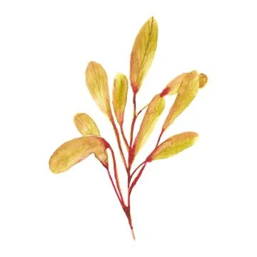 Elements for design on a spring theme, in the style of watercolor. Stock Illustration