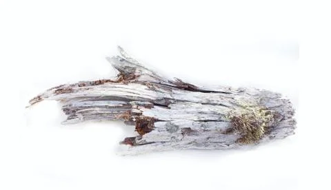 Elements of garden composition - embossed old tree Foto stock