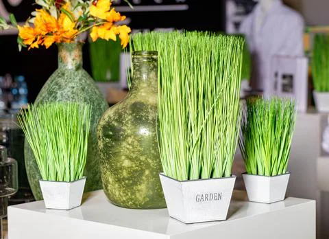 Elements of spring interior decor, green grass in white pots against the back Stock Photos