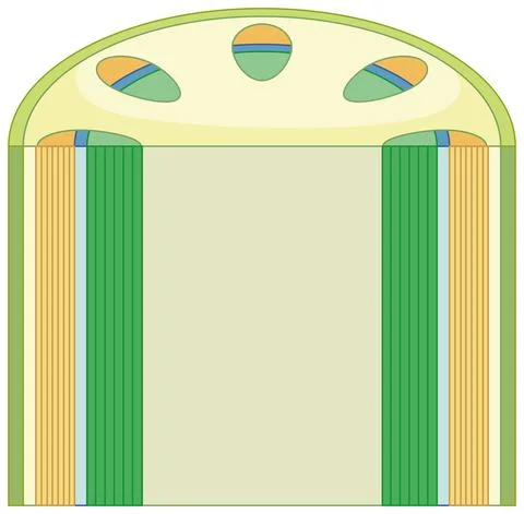 Elements of vascular tissue system in plants Stock Illustration