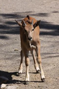 Elenantilope Stock Photos