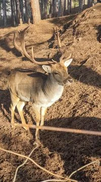 Elence Deer Stock Photos