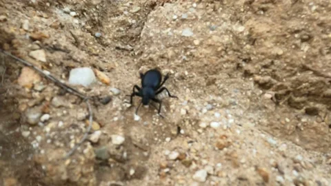 Eleodes armata crawling down. Video stock 152543619