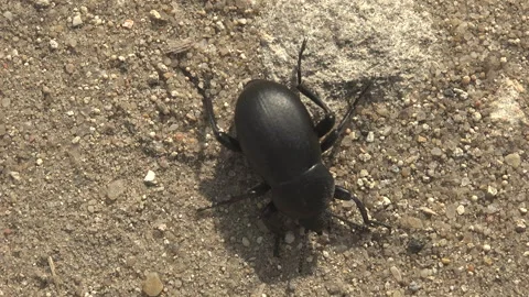 Eleodes (pinacate beetles or desert stink beetles) genus of darkling beetle Video stock 267588668