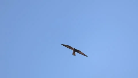 Eleonora's Falcon Soaring in Slow Motion Stock Footage 340899733