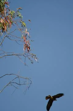 Eleonora's falcon taking flight from a eucalyptus branch. Stock Photos