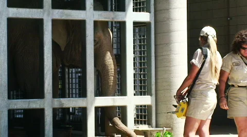 Elepahnt behind bars HD Stock Footage 477809