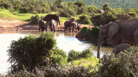 Elepant &amp; Buffalo Stock Footage 70044638