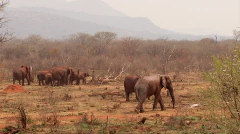 Elepant in Bush wide Stock Footage 46466549