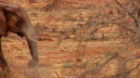 Elepant walking MCU Video stock 46466736