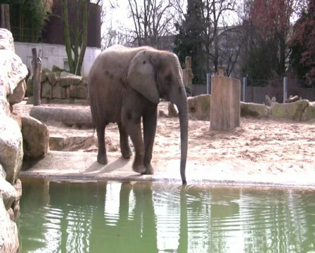 Elephanlt Vídeo Stock 345850