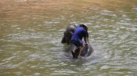 Elephan's Trainer Cleaning Elephant Stock Footage 37467384