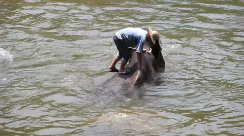 Elephan's trainer cleaning elephant Stock Footage 37467619