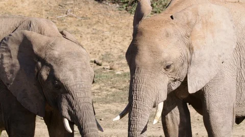 Elephant 1 Stock Footage 120742127