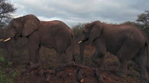Elephant 1 Stock Footage 267371342