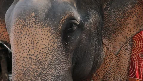 ELEPHANT 2 Video stock 10759974