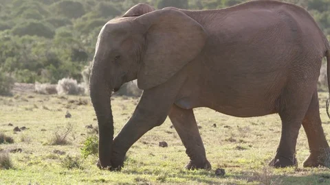 Elephant 2 Stock Footage