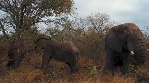 Elephant 2 Stock Footage 267369539