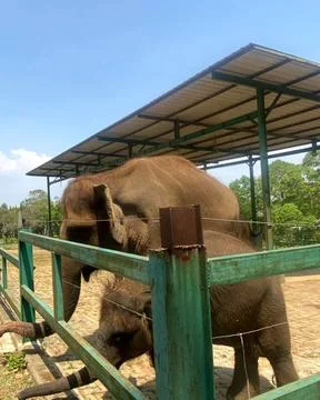 Elephant 2 Foto stock