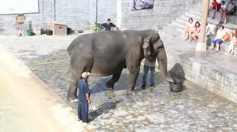 Elephant 3 Video stock 13385922