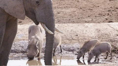 Elephant 3 Stock Footage 120742120