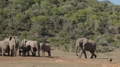 Elephant 4 Stock Footage 120776875