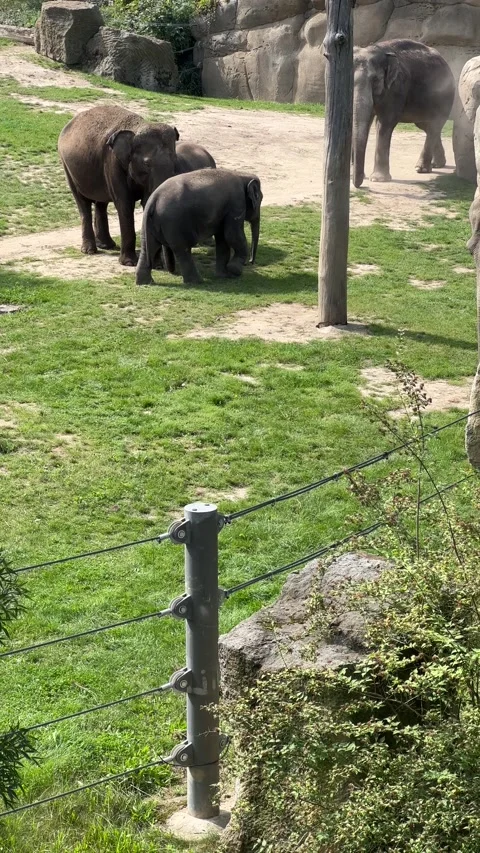 Elephant. 4K background video clip. Backdrop 4k footage. Stock Footage 208446342