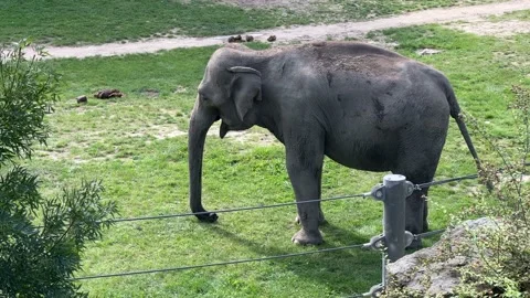 Elephant. 4K background video clip. Backdrop 4k footage. Stock Footage 208447905