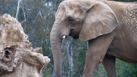 Elephant 4K Stock Footage 88367278