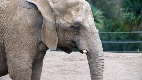 Elephant 4K Stock Footage 88367324