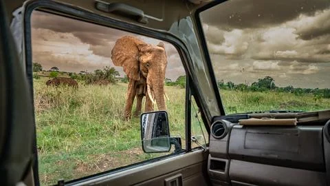 Elephant from 4x4 Stock Photos