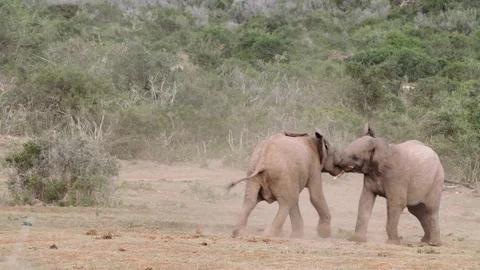 Elephant 5 Stock Footage 120742109