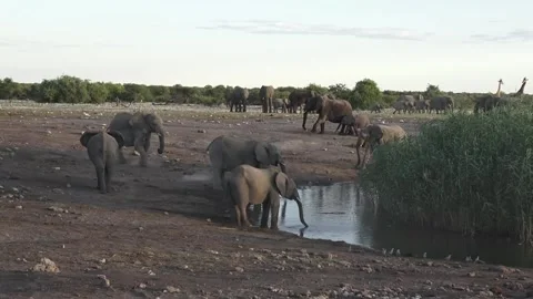 Elephant Adults drink while another runs behind the line — Part 7 Stock Footage 320790059
